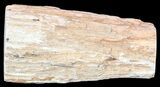 Polished Petrified Wood Limb - Madagascar #54607-1